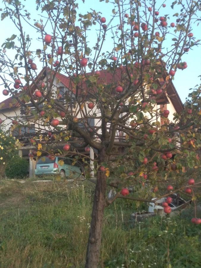 Vis Pension Viile Satu Mare 외부 사진